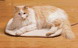 Heated Pet Pad For Cat