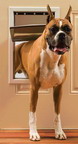 Petsafe Aluminum Freedom Pet Door (large; For Doors 0.38"-2"thick)